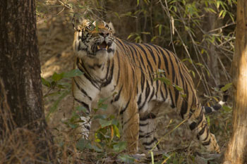 tiger